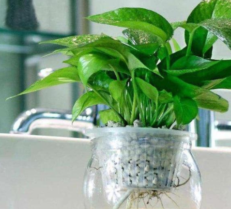 甲醛的克星是什么？