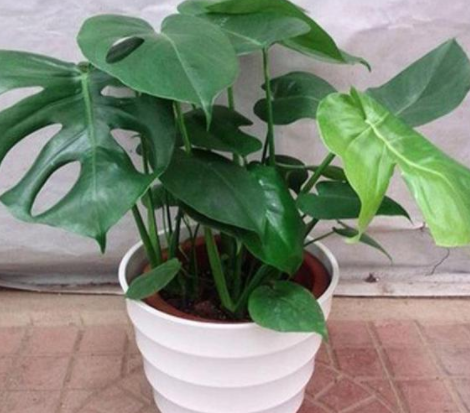 甲醛的克星是什么？